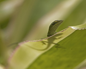 Gecko Lizard with Shadow