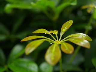 Morning dew on green leaf