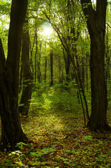 Obraz premium Sunlight