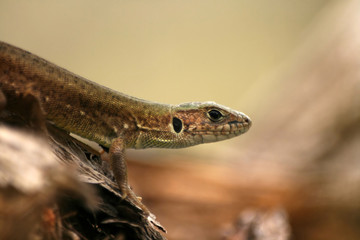 Close-up of lizard Lacerta viridis