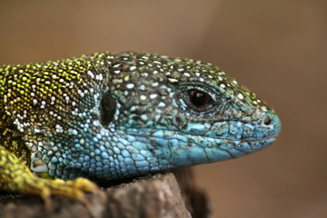 Close-up of lizard Lacerta viridis