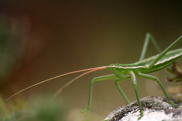 Locust Saga pedo