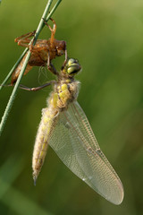 Incubation of dragonfly Libellula quadrimaculata