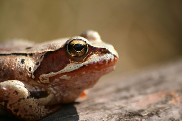 Rana temporaria