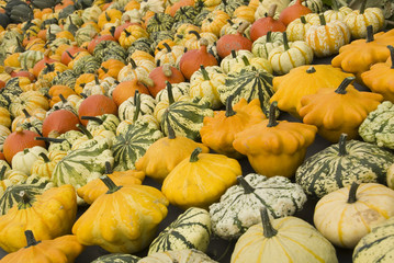 pumpkin background