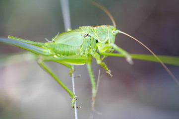 Saltamontes