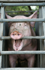 Schweinezucht