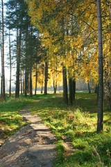 Fototapeta premium Autumnal forest