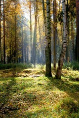 Fototapeta na wymiar Jesień w lesie