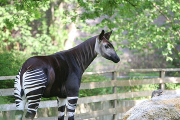 Okapi
