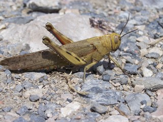 sauterelle