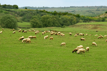 Fototapeta na wymiar krajobraz z wypasu stada owiec