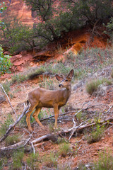 Deer in a wild