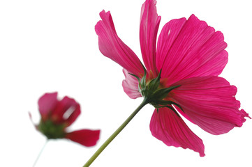 Fototapeta premium Cosmea 2