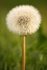 Close-up of flower Taraxacum officinale