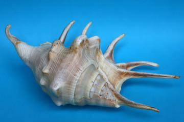 The sea-shell