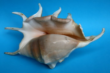 The sea-shell