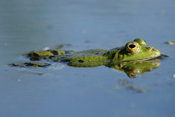  Rana esculenta - green frog