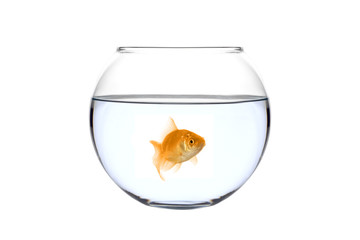 A golden fish in a bowl against white background