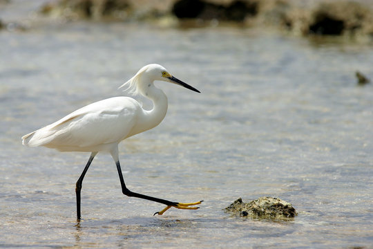 Oiseau &eacute;xotique blanc, pieds dans l'eau.