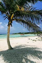 Palmier et son ombre sur le sable de Guadeloupe.