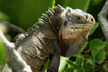 Iguane caché sous la végétation verte de Guadeloupe.