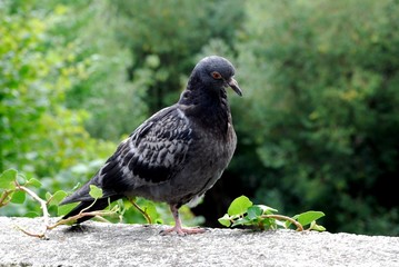 pigeon