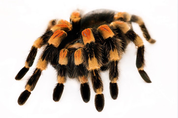 Mexican Red Knee Tarantula