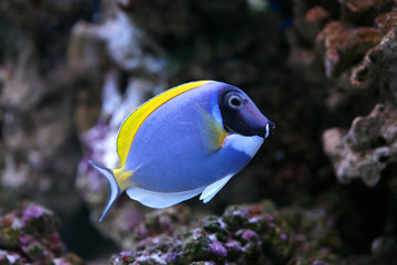 Fototapeta na wymiar Powder-Blue Sergeonfish Scientific : Acanthurus leucosternon 