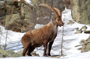 bouquetin dans la neige