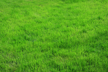 Grass field