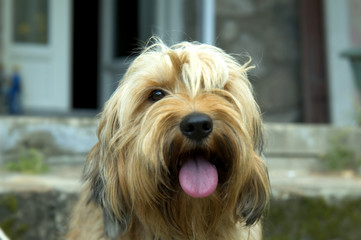 Langue de chien 