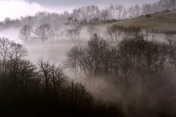 Forêt couverte par une couche de brouillard.