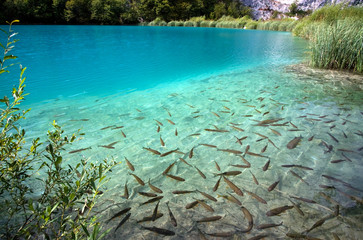 Fototapeta na wymiar Fishes in the lake