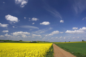 Canola fields and blue sky