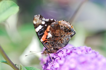 Schmetterling