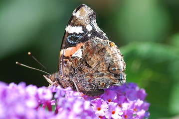 Schmetterling