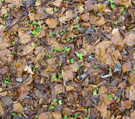 Late autumn