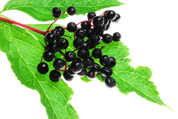 elder berries on white background