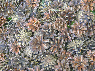 Pinecones texture