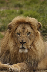 Obraz na płótnie Canvas African lion portrait 4