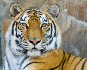 Obraz premium tiger