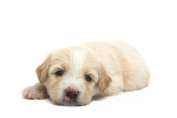 Fototapeta premium little puppy