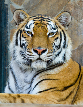 tiger