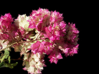 bougainvillée sur fond noir