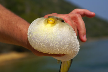 Puffer fish © Elzbieta Sekowska