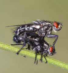 reproduction