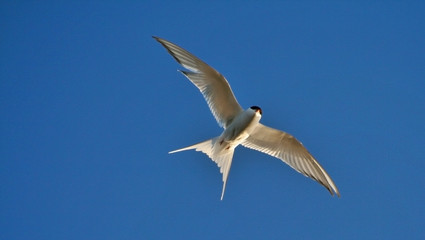 Tern © Bartez