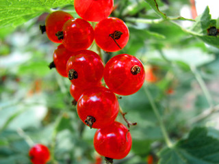 red currant