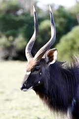 Nyala Ram from Africa with large horns